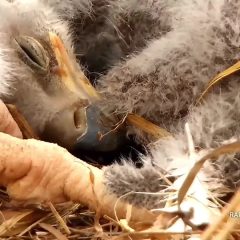 April 7, 2021: The eaglets are thirteen and eleven days old. Their grey thermal down is emerging in tracts, but their tiny talons are still clear. They slumber blissfully in their warm, cozy nest without a care in the world. “In the deep spring when the grass was green on fields and foothills, when the lupines and poppies made a splendid blue and gold earth, when the great trees awakened in yellow-green young leaves, then there was no more lovely place in the world.”  ― John Steinbeck, The Wayward Bus