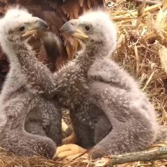 April 13, 2021: Sibling competition is common in the first few weeks of life. As long as there is plenty of food, it usually subsides about the time that the eaglets get strong enough for bonks to really hurt! As you can see from the two cropzillas, food is not a problem at the North nest!  Eaglets sometimes bite off more than they can chew. It’s a good thing that Mr. North was there to save the day! https://youtu.be/XvR4i72eZVw