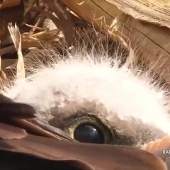 April 18, 2021: Peek-a-boo, eye see you! The eaglets spend most of their time eating, gaining weight, and sleeping. But their personalities are beginning to show and eaglet antics are always fun to watch! Almost at the same time (and look who’s standing on their feet!): https://youtu.be/5K_2sreeetU.