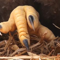 April 21, 2021: Clown clompers and taupe talons! Check out the talon to our left (the eaglet’s right). An eagle’s second talon is shorter than the other three and ridged to help groom away dander, dirt, and parasites. Their wings and feet are growing so fast! https://youtu.be/pko2xLSgDB8.