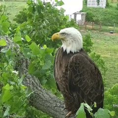 June 23, 2021: Mom, it’s wonderful to see you! Everyone missed the Decorah eagles following their move to a new nest behind the Decorah Walmart. We treasured Robin’s reports and glimpses like this one: https://youtu.be/GKGPrrRszOs.