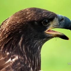 June 27, 2021: Would DN14 ever fledge? I’m sure I wasn’t the only one wondering! DN13 fledged at 78 days of age and DN14 fledged at 83 days of age. Male eagles usually fledge earlier than their sisters. DN13 could have been a male or a female, but DN14 was a female! Some fans referred to her as DNF’s ‘mini-me’ while others remarked on her similarity to D1/E2 from 2011. Remember one of the eaglets meeting one of the residents of the pasture: https://youtu.be/gJ8rDHq8mIQ.