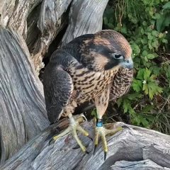 July 22, 2021: Chance the Raptor did not get off to an easy start in life! First-time mother Zooey didn’t understand how to feed her nestlings and was a nervous shuffler to boot! The poor little falcon was rubbed pink and covered with hippoboscid excrement when we went to treat her for ectoparasites on June 10th. But she survived and even thrived as Zooey dialed in feeding. We were thrilled to see her fledge! https://youtu.be/PwRvXfd5UeQ.