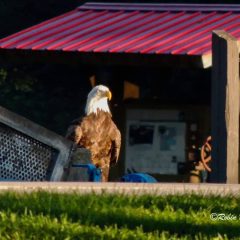 August 1 & 2, 2021: Would  D37, D38, or D39 follow Mom and DM2 to the hatchery? Brett Mandernack found that the eaglets didn’t tend to fly more than a mile from their natal nest during the first 30 days or so post-fledge. I think that’s where Mom and DM2 snuck away to hide from their ravenous young this year!