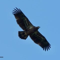 August 1 & 2, 2021: Robin Brumm’s Day Trips kept us up-to-date with the Decorah Eagle family! Follow this link to read them all! https://www.raptorresource.org/tag/day-trip/.