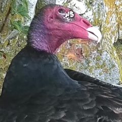 October 27, 2021: A Turkey Vulture at Great Spirit Bluff. We believe that they are nesting in some potholes near the nest box, but this is the first time we’ve seen one so close. It may have been attracted to stashed prey: https://youtu.be/9vRJ_ua8F4w.