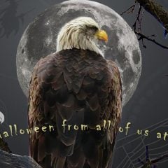 October 31, 2021: Happy Halloween! Have a boo-tiful day and a bewitching night! Trick or treat? Birds do both! https://www.raptorresource.org/2019/10/30/birds-in-superstition-and-folklore/