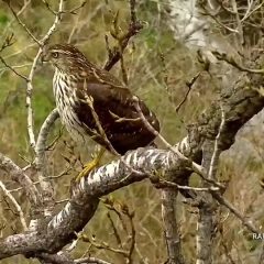 November 1, 2021: A juvenile Northern Goshawk near the North nest! ID points include a distinctive white ‘eyebrow’, the streaked breast, and the relatively large legs compared to other accipiters. Northern Goshawks take size 6-7B bands, Cooper’s hawks take size 4-6 bands, and Sharp-Shinned hawks – the flyweights of the group! – take size 2-3 bands.