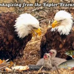 https://www.raptorresource.org/2021/11/24/happy-thanksgiving-2/