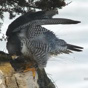 Amhran 92/X, a 2018 hatch from Skidmore Bluff in Hagar, Wisconsin. Newman invited her into his nest box, offered her a food gift, and tried to copulate with her.