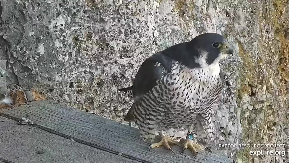 Nina M/04, a 2019 hatch from the University of Wisconsin in Madison, accepted Newman’s attentions.