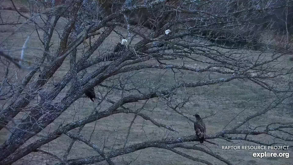 December 2, 2021: "Look, honey - another guest just showed up!" There are four eagles in this picture.