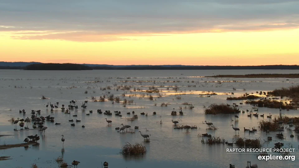 December 2, 2021: The Mississippi Flyway slows down as ice begins to form along sandbars, shallow inlets, and small bays.