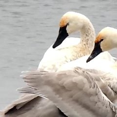 December 9, 2021: It’s always thrilling to see and hear the arrival of tundra swans – the heralds of winter – on the Flyway. Follow for four Flyway foraging stories! https://www.raptorresource.org/2021/10/29/four-foraging-stories-from-the-flyway/