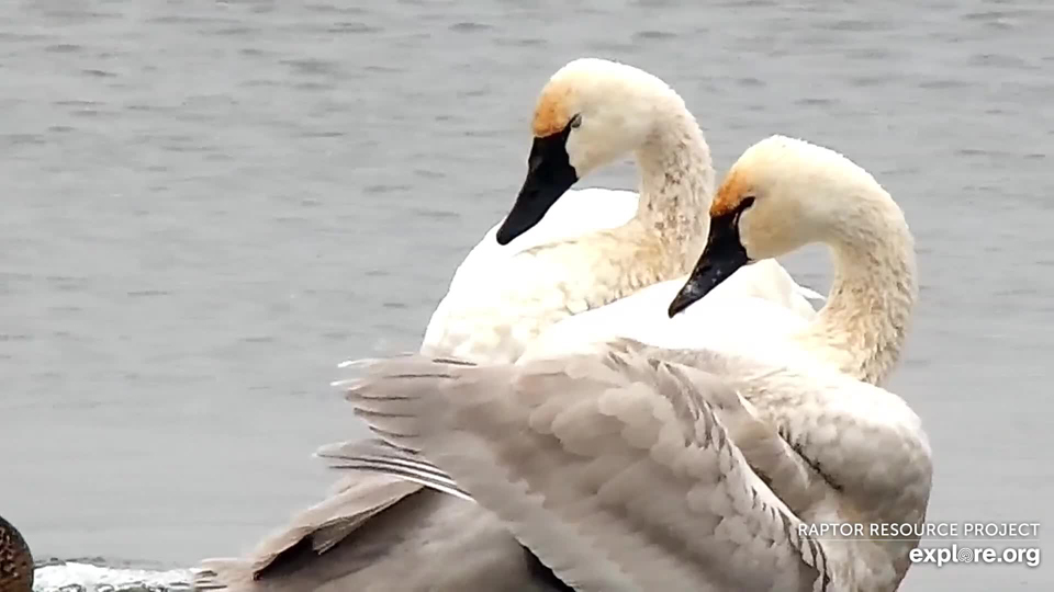 December 9, 2021: It's always thrilling to see and hear the arrival of tundra swans - the heralds of winter - on the Flyway. Follow for four Flyway foraging stories! https://www.raptorresource.org/2021/10/29/four-foraging-stories-from-the-flyway/