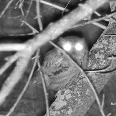 December 11, 2021: The great cycle of the year is coming to an end and the Flyway is slowing down as the river finally begins to ice over to the north. But this little Eastern Screech Owl will remain active all winter long! Listen for owls in January and February: https://youtu.be/oGVLUaJSurg.