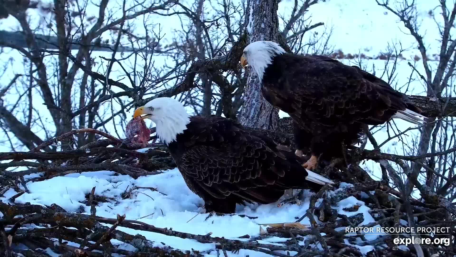December 11, 2021: That's my dinner! Mr. North reclaims a dropped dinner from DNF