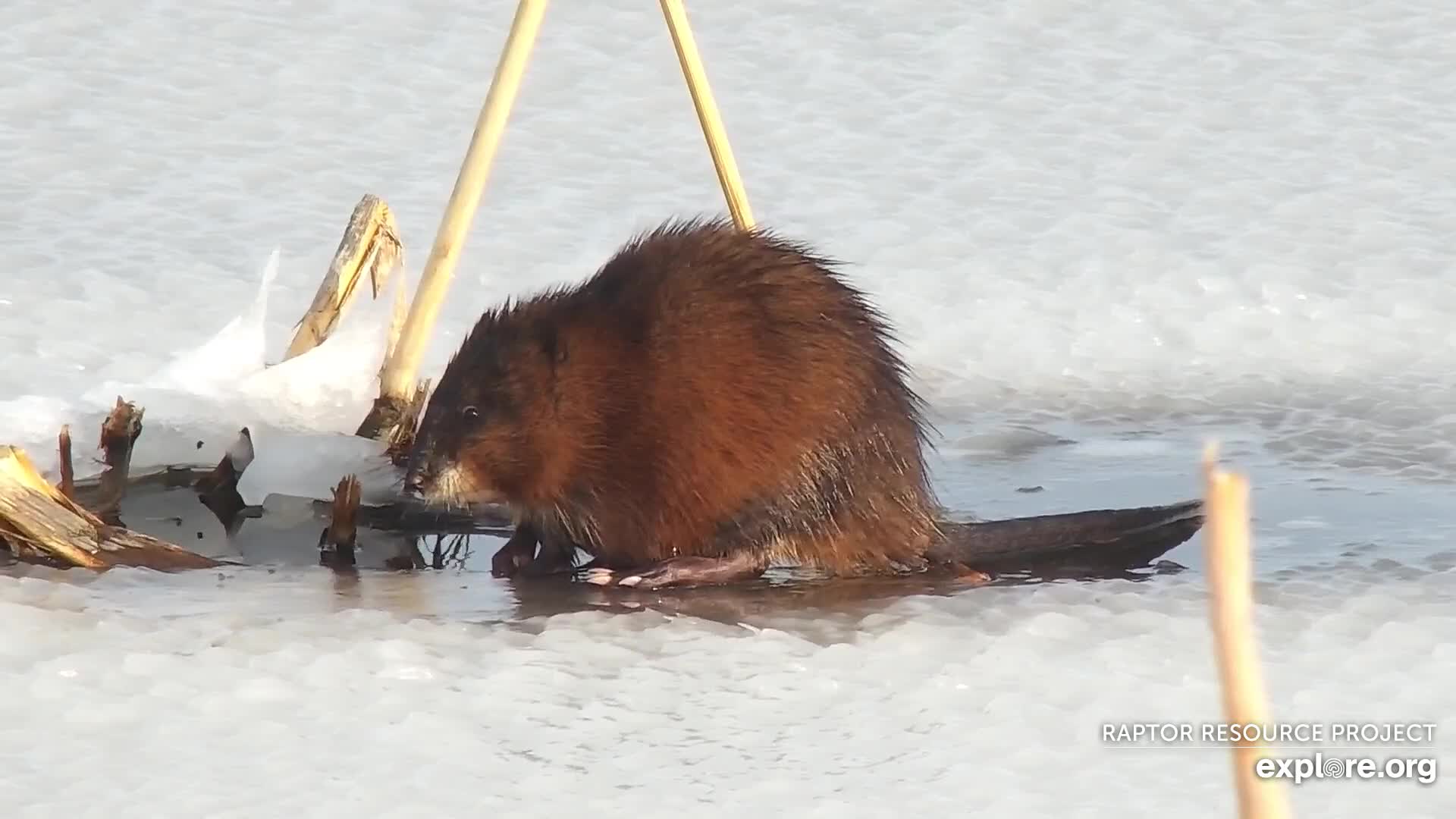 December 12, 2021: A muskrat on the Flyway!