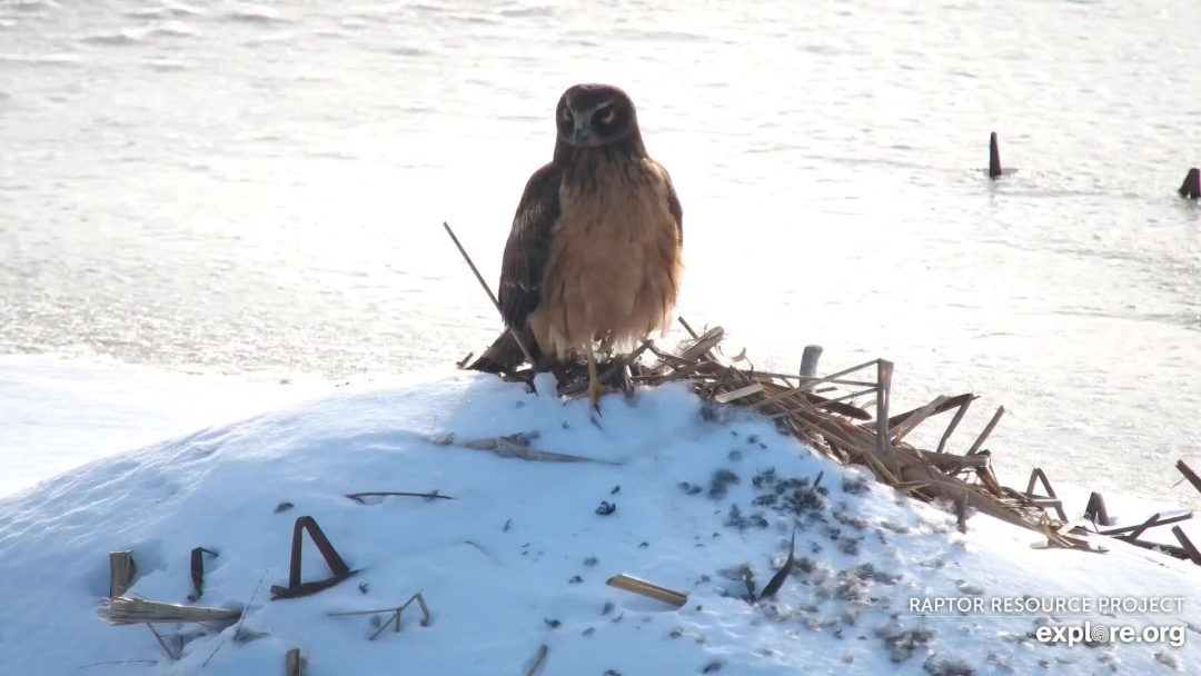 December 13, 2021: A Northern Harrier