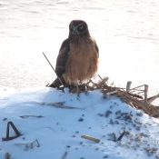 December 13, 2021: A Northern Harrier