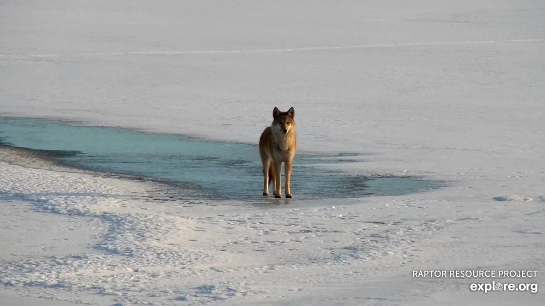 December 13, 2021: A coyote on the ice