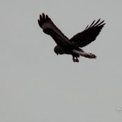 December 14, 2021: A Rough-Legged Hawk hovers on the Flyway
