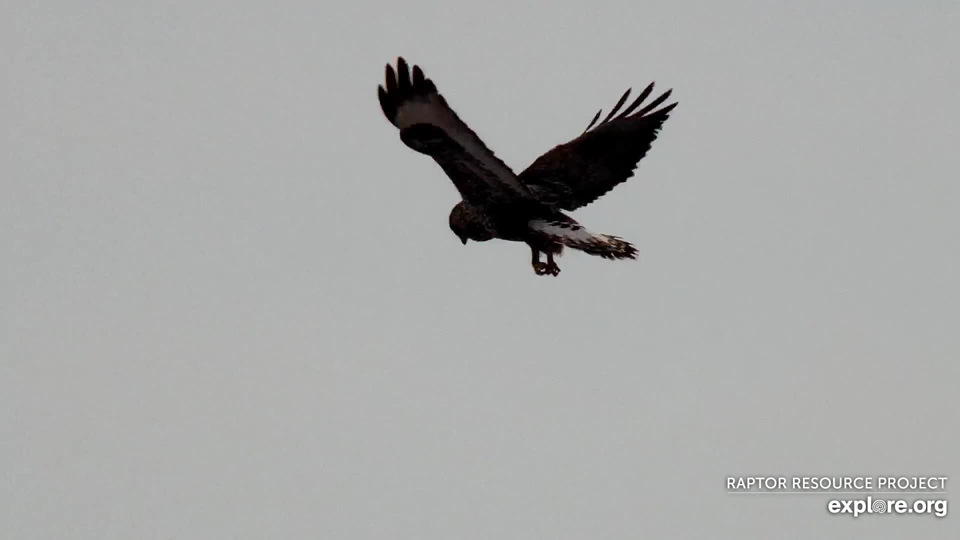 December 15, 2021: A Northern Harrier hovers on the Flyway