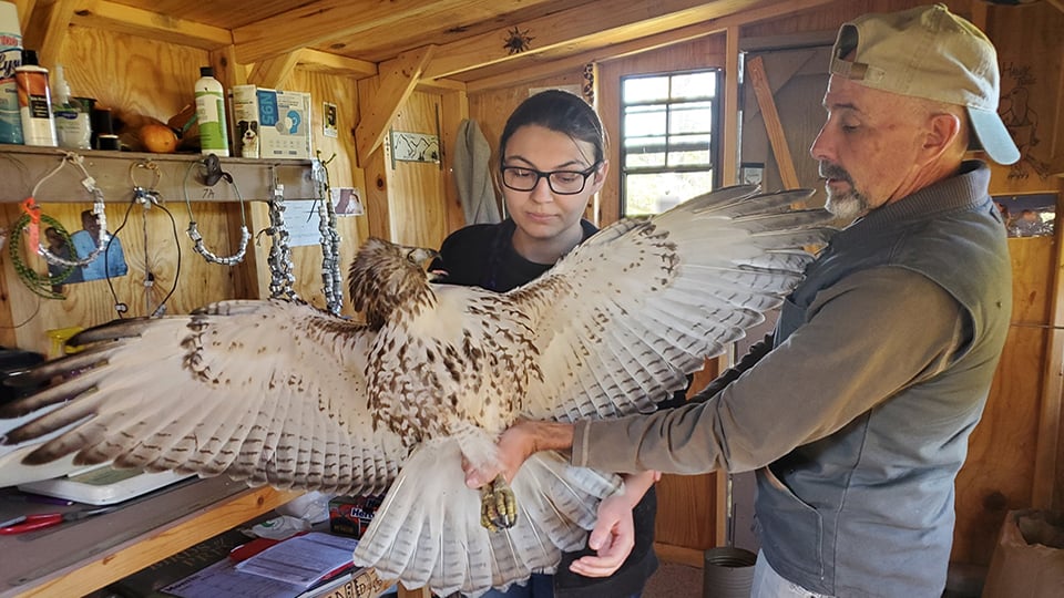 Dave Kester, station master at our Decorah hawk banding station, teaches a student intern how to safely handle a juvenile Red-tailed Hawk. Correct handling of a bird ensures that neither the hawk nor the handler gets hurt!