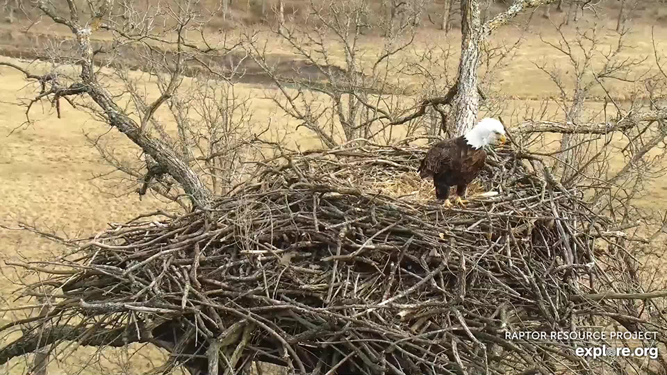 December 20, 2021: Look at that nest! If the two eagles added an average of four sticks per day since October 20th, they have added an incredible 288 sticks so far!
