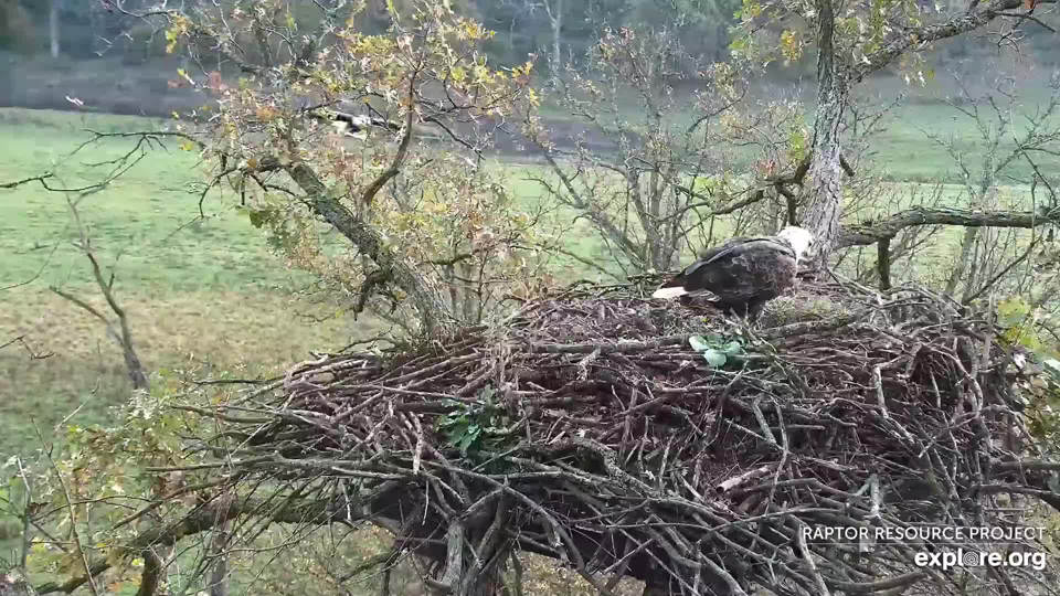 October 20, 2021: DNF and Mr. North have just started bringing sticks into the nest. There are no fresh grasses and greenery is still growing at the bottom of the nest.