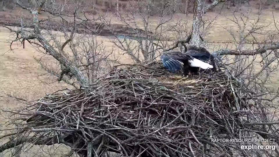 December 25, 2021: I estimate that the nest is easily eight to ten inches higher than the platform it rests on. We think that the eagles have brought in about 264 sticks so far!