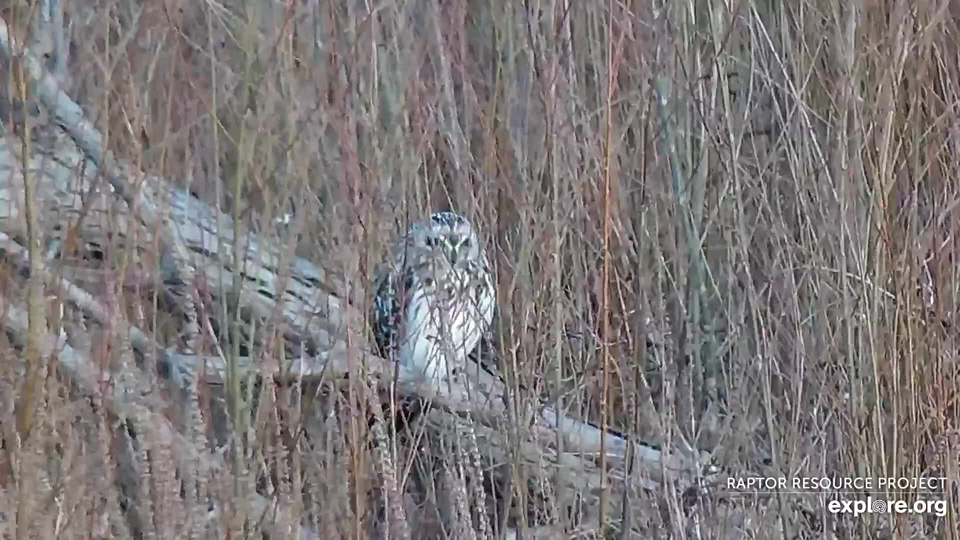 December 23, 2021: A Short-eared Owl on the Flyway!