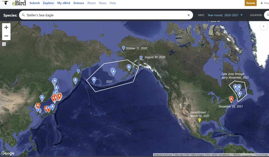 2020-2021 reported sightings of Steller’s Sea Eagles. Note that the 2021 sightings in the Aleutian Islands could not be the eagle currently on the east coast given the timing. See resources section for eBird link.
