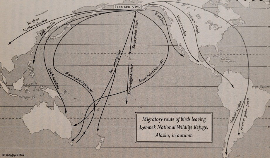 Map by Jeffrey L. Ward, from Scott Weidensaul’s book Living on The Wind. See resources section for citation.