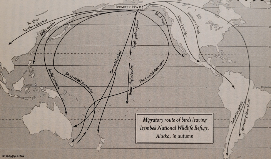 Map by Jeffrey L. Ward, from Scott Weidensaul’s book Living on The Wind. See resources section for citation.