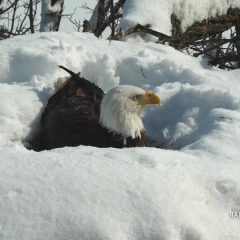 February 22, 2021: Mr. North incubates in snow. The winter was very mild overall, but February brought about two weeks of polar vortex and a big snowstorm! Fortunately, Mr. North and DNF are polar professionals! https://youtu.be/eSPDABFFOyc.