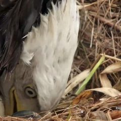 March 24, 2021: A pip and a little beak at the North nest! https://youtu.be/6waCAjvousk