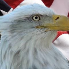 Celebrating the 4th of July: https://www.raptorresource.org/2021/07/04/happy-4th-of-july/