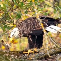 October 10, 2021: Mr. North eats dinner near the North nest. We saw them bring the first stick into the nest on October 20.