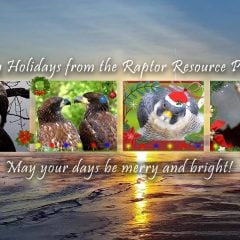 Happy Holidays from the Raptor Resource Project! May your days be merry and bright!