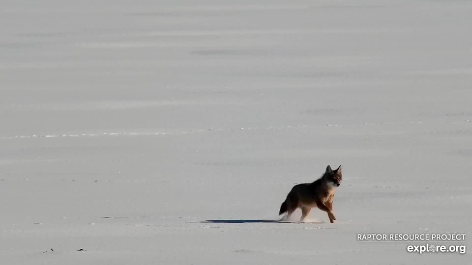 January 2, 2022: A coyote lopes across the Mississippi River.