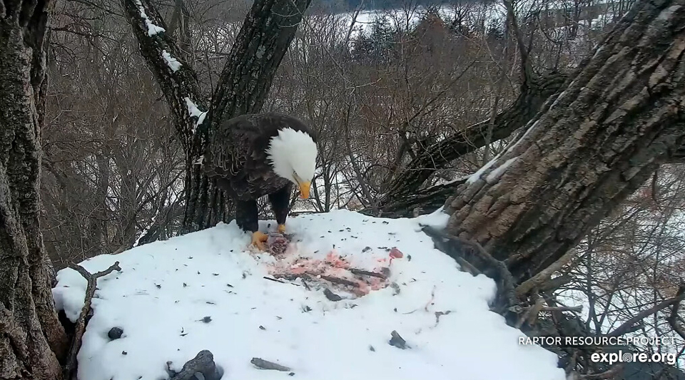 January 4, 2022: it's a picnic al freezie! DM2 ate a squirrel while Mom enjoyed a fish
