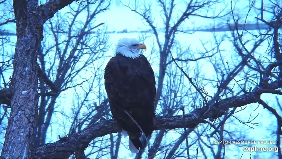 January 5, 2022: Twilight at the North nest