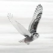 January 6, 2022: Two snowy owls on the Flyway!