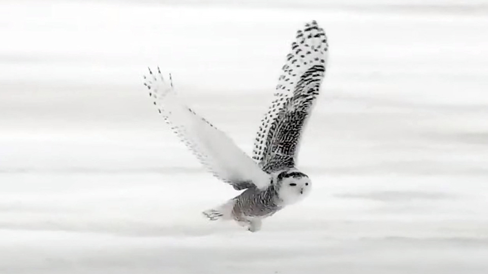 January 6, 2022: Two snowy owls on the Flyway!