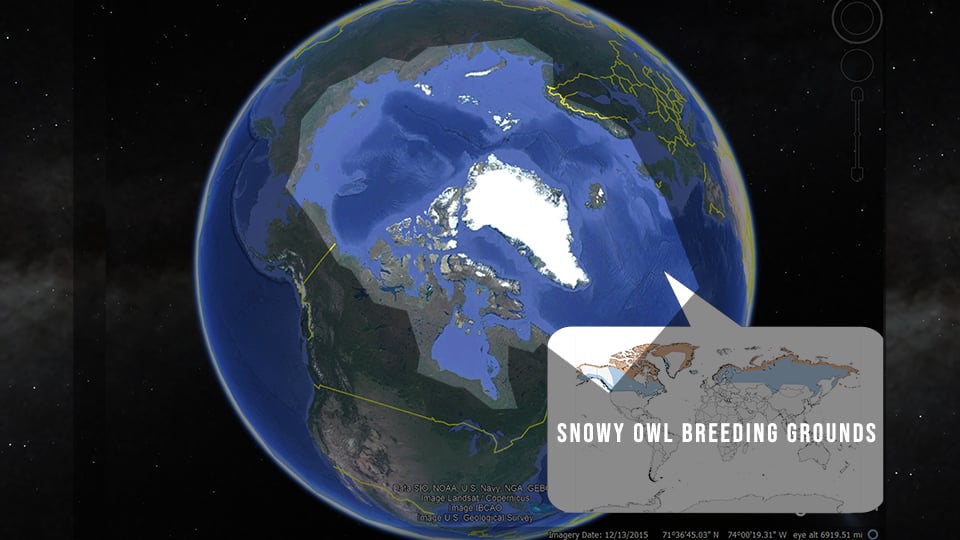 Snowy Owl Breeding Range