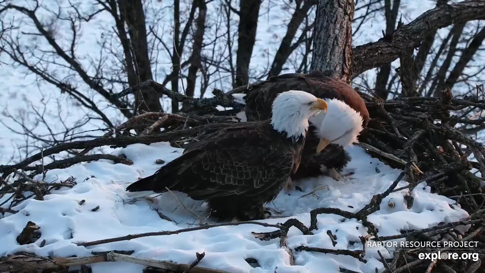 January 8, 2022: Mr. North and DNF at the North nest.