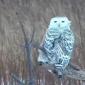 January 8, 2022: A Snowy Owl on the Flyway.