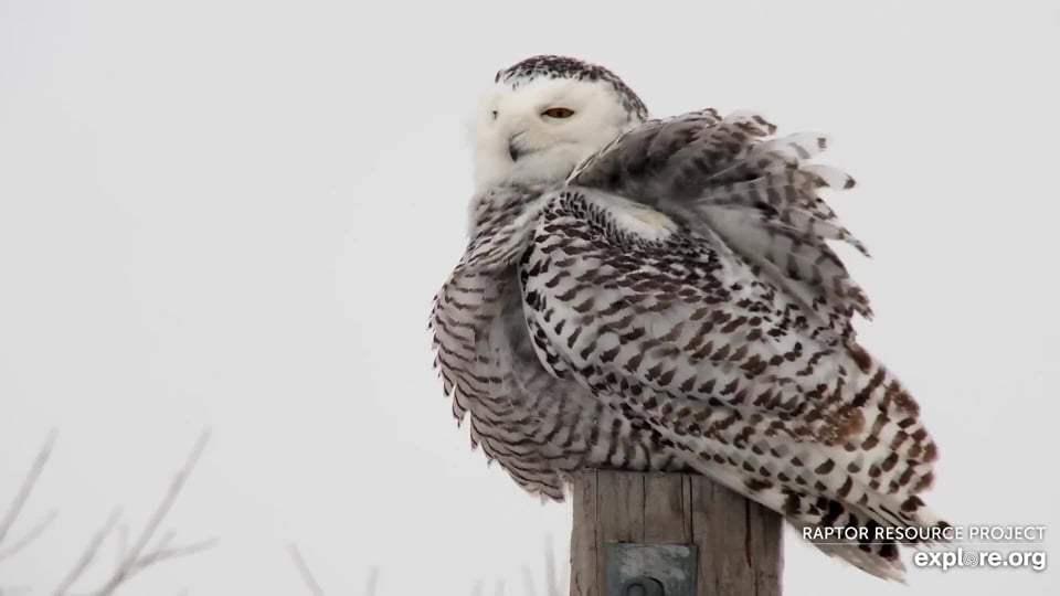 January 16, 2022: Snowy Owl on The Flyway