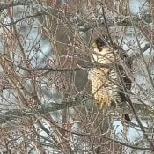 January 22: Unknown falcon at Great Spirit Bluff